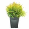 Westerse levensboom (Thuja occidentalis "Golden Globe") conifeer