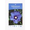 Hibiscus syriacus Oliseau Bleu