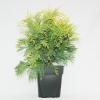 Schijncipres (Chamaecyparis lawsoniana "Sunkist") conifeer