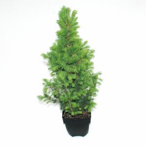 Spar (Picea glauca "Conica") conifeer