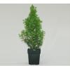 Spar (Picea glauca "Conica") conifeer