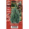 Spar (Picea glauca "Conica") conifeer