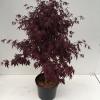 Japanse esdoorn (Acer palmatum "Bloodgood") heester