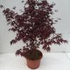 Japanse esdoorn (Acer palmatum "Bloodgood") heester