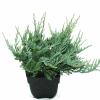 Kruipende jeneverbes (Juniperus horizontalis "Blue Chip") conifeer