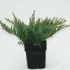 Kruipende jeneverbes (Juniperus horizontalis "Blue Chip") conifeer