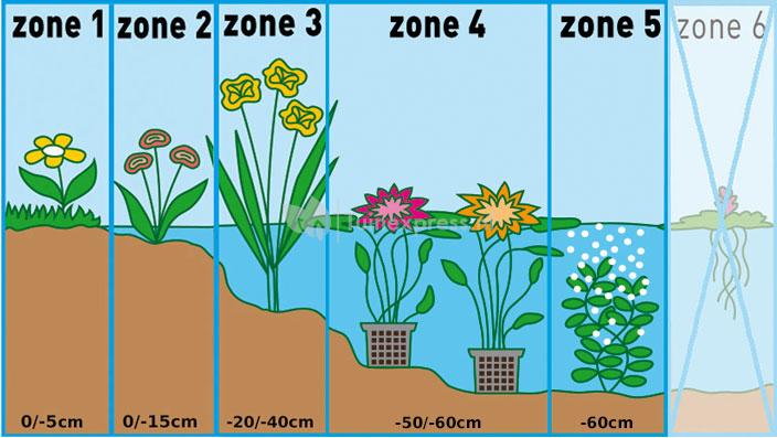 Waternavel (Hydrocotyle “Nova-Zealandiae”) zuurstofplant (10-stuks)