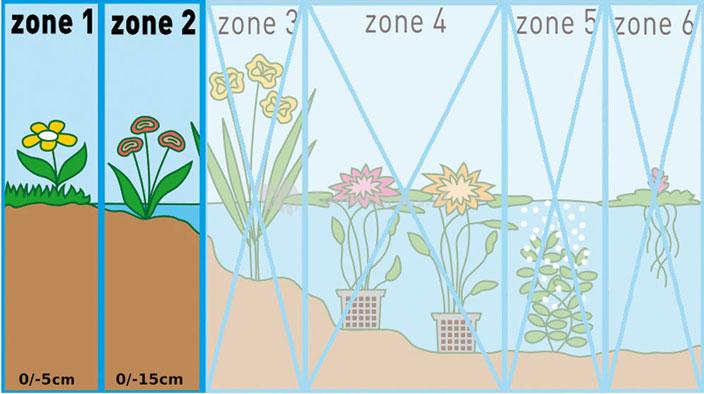 Dwergkalmoes (Acorus gramineus) moerasplant (6-stuks)