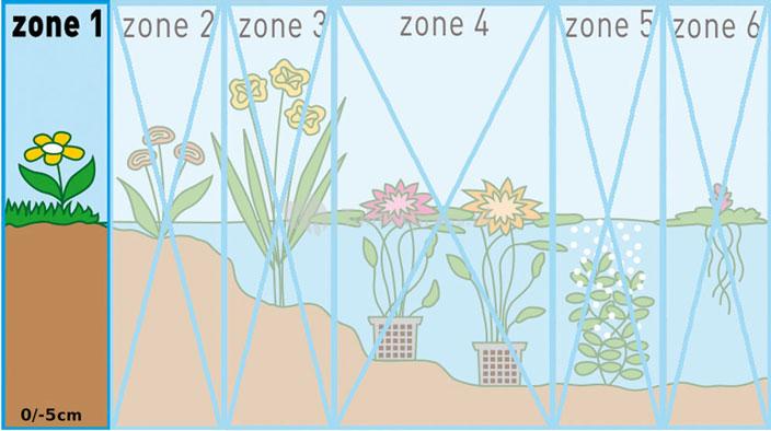 Pinksterbloem (Cardamine pratensis) moerasplant (6-stuks)