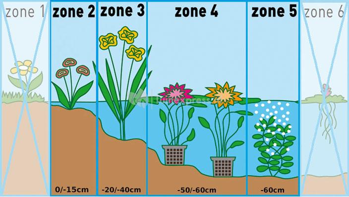 Rotala (Rotala indica) zuurstofplant (10-stuks)