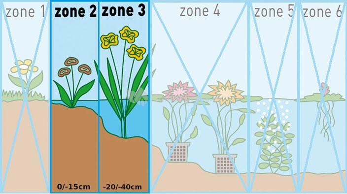 Pijlkruid (Sagittaria sagittifolia) moerasplant (6-stuks)