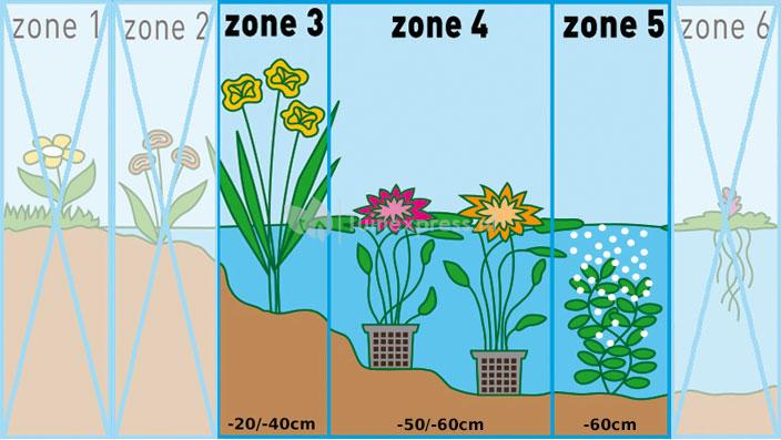 Watergentiaan (Nymphoides peltata) zuurstofplant (10-stuks)