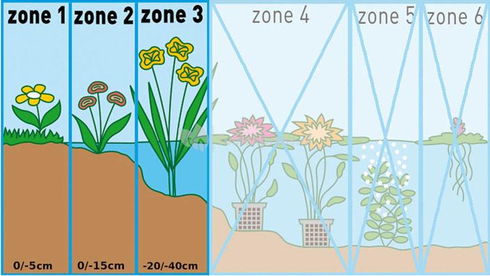 Riet (Phragmites Australis) moerasplant (6-stuks)