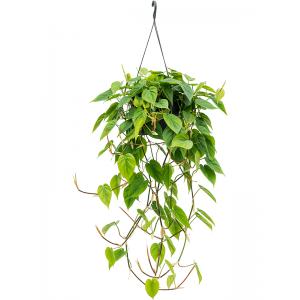 Philodendron scandens M hangplant