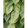 Philodendron scandens M hangplant