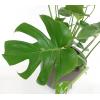 Monstera Deliciosa M gatenplant kamerplant