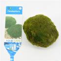 Chladophlora (mosbal) - 3  stuks - aquarium plant