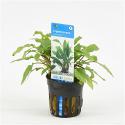 Cryptocoryne wendtii - 6 stuks - aquarium plant