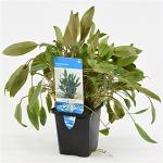 Cryptocoryne wendtii - aquarium plant