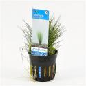 Eleocharis acicularis - 6 stuks - aquarium plant