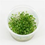 Glossostigma elatinoides - 3 stuks - aquarium plant