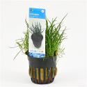 Lilaeopsis mauritiana - 6 stuks - aquarium plant