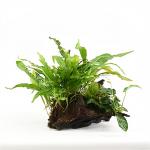 Mix van 3 planten op groot stuk drijfhout - aquarium plant