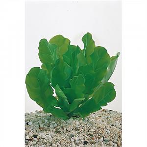 Samolus floribundus - 6 stuks - aquarium plant