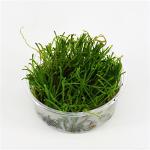 Taxiphyllum flame mos - 3 stuks - aquarium plant