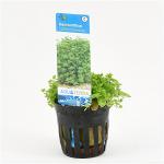 Hemianthus callitrichoides - 6 stuks - aquarium plant