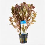 Rotala macrandra - 6 stuks - aquarium plant