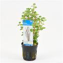 Rotala rotundifolia
 - 6 stuks - aquarium plant