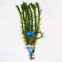 Elodea densa - 10 stuks - aquarium plant