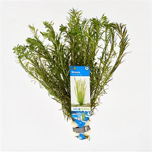 Mayaca fluviatilis - 10 stuks - aquarium plant