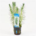 Myriophyllum propinquum
 - 6 stuks - aquarium plant