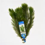 Myriophyllum scabratum ofwel pinnatum - 10 stuks - aquarium plant