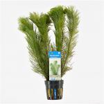 Myriophyllum scabratum ofwel pinnatum - 6 stuks - aquarium plant