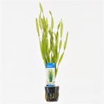 Vallisneria asiatica - 6 stuks - aquarium plant