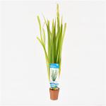 Vallisneria spiralis - 10 stuks - aquarium plant