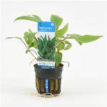 Cryptocoryne walkerii - 6 stuks - aquarium plant