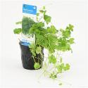 Hydrocotyle tripartita - 6 stuks - aquarium plant