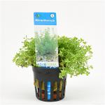 Micranthemum micranthemoides - 6 stuks - aquarium plant