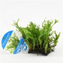 Microsorum species - op kokosnoot brug -  aquarium plant