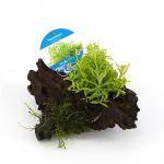 Pogostemon helferi - op drijfhout -  aquarium plant