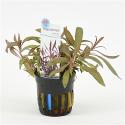 Pogostemon stellata - 6 stuks - aquarium plant