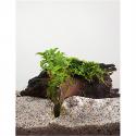 Staurogyne repens - op drijfhout -  aquarium plant