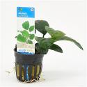 Anubias barteri coffeefolia - 6 stuks - aquarium plant