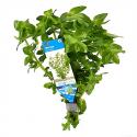 Bacopa amplexicaulis (caroliniana) - 10 stuks - aquarium plant