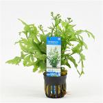 Ceratopteris thalictroides - 6 stuks - aquarium plant