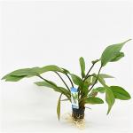 Echinodorus impaii - 6 stuks - aquarium plant